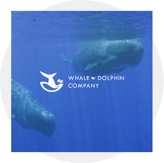 Whale & Dolphin company official logo